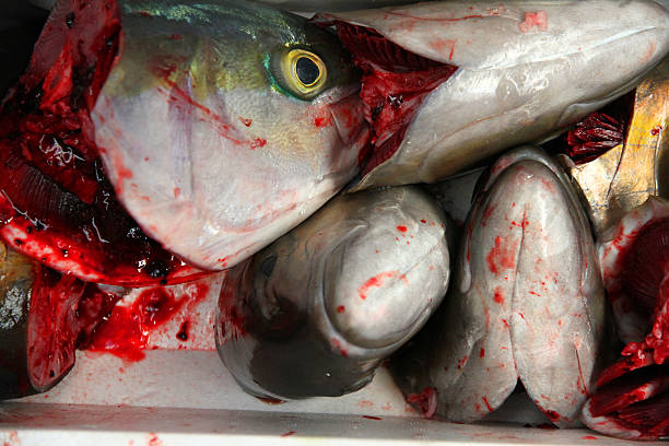 Fish Bits Fresh fish at the Tsukiji Fish Market in Tokyo, Japan fish blood stock pictures, royalty-free photos & images