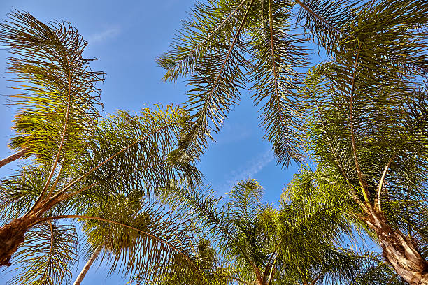 istock View of palm trees against sky 534402328