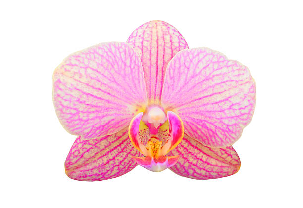 istock Pink orchid flower 534402718