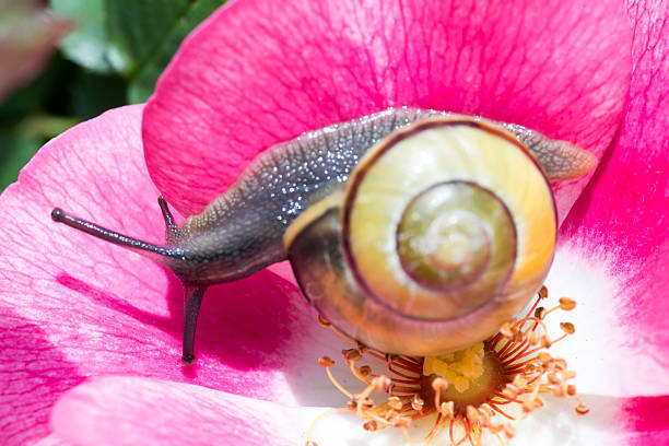 Snail close up on purple azalea flower moving along
