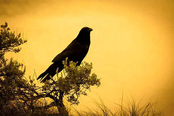 Photo of Sagebrush Raven