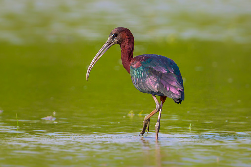 Backside close up of  Glossy Ibis ( Plegadis falcinellus ) act in real nature in Thailand