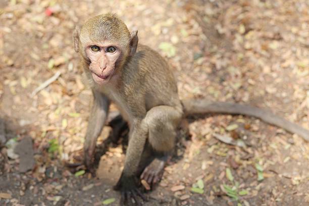 istock Portrait of monkey - eating, playing 534403164