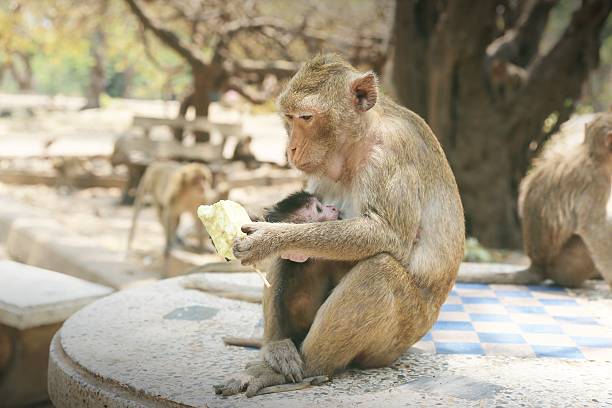 istock Portrait of monkey - eating, playin 534403832