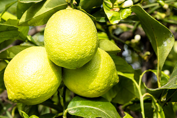 istock Group of three green sicilian lemon 534404214