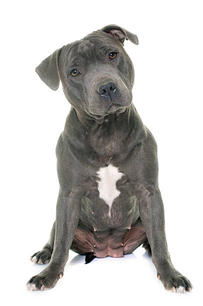 istock staffordshire bull terrier 534404702