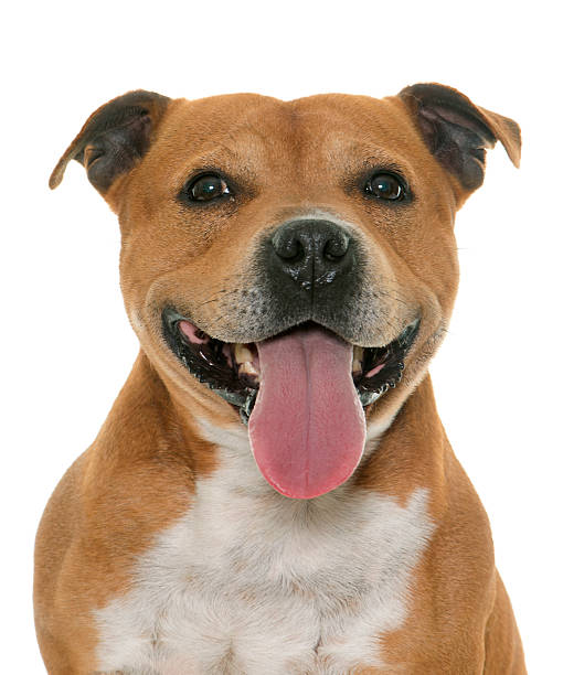 istock staffordshire bull terrier 534404802