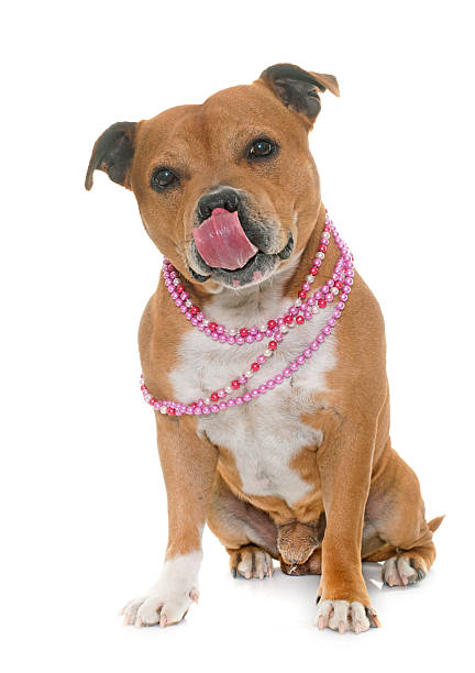 istock staffordshire bull terrier 534404932