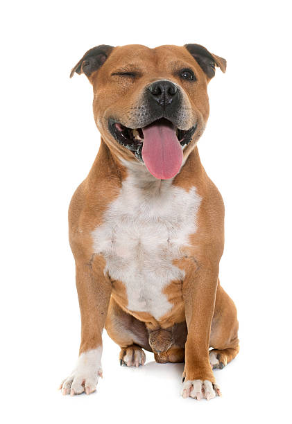 istock staffordshire bull terrier 534405076