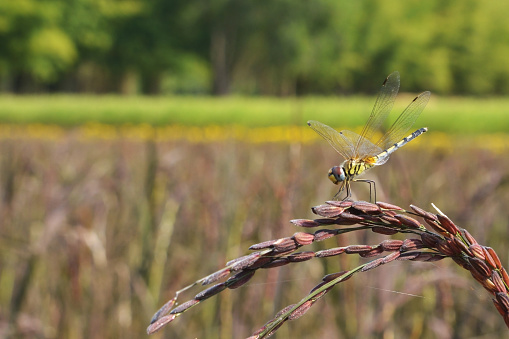Dragonfly in field rice