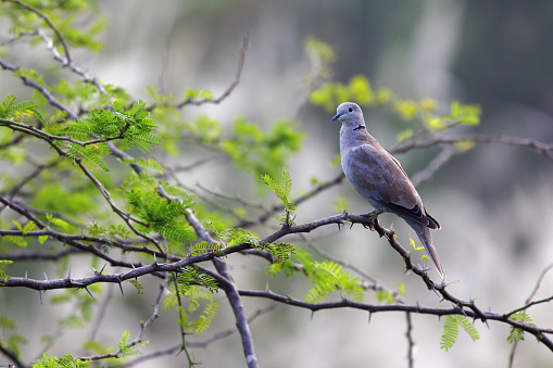 Eurasian collared dove (Streptopelia decaocto) perching on a branch.