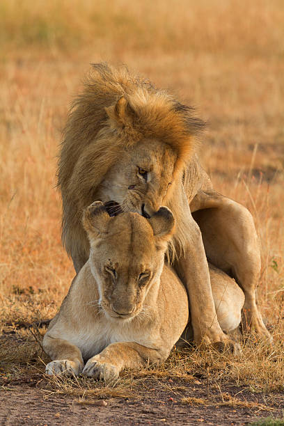 istock Mating lions in Masai Mara 534406956