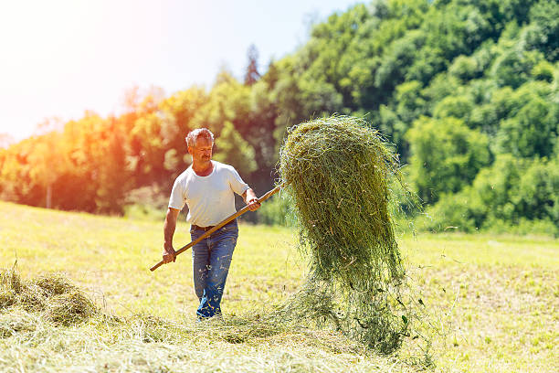 Farmer with a pitchfork collecting hay under the sun