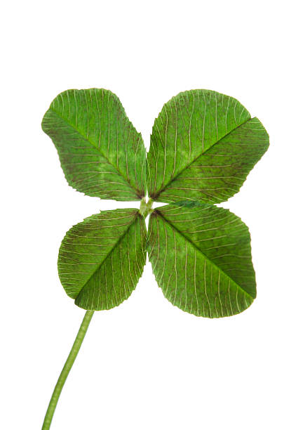 istock four-leaf clover for good luck isolated on white background 534407618