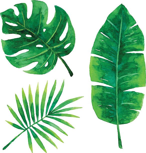aquarell tropischen blätter - green watercolor painting leaf watercolour paints stock-grafiken, -clipart, -cartoons und -symbole