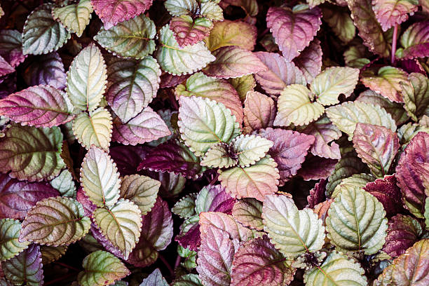 istock Leaves of bright colors background 534409900