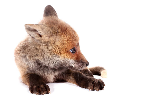 istock Little fox cub isolated on white background 534410260