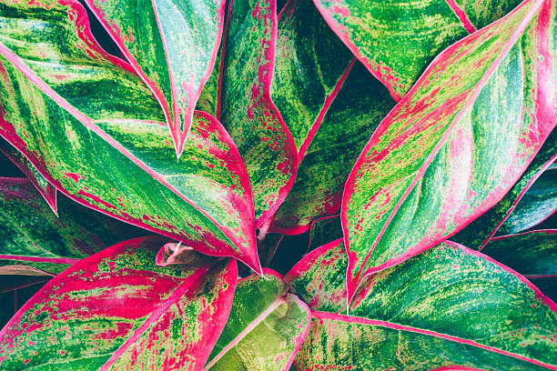 istock Leaves of bright colors background 534410856