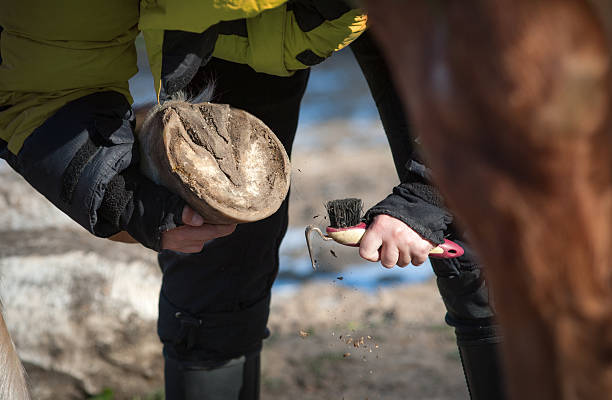 istock Picking a hoof with a hoof pick 534419595