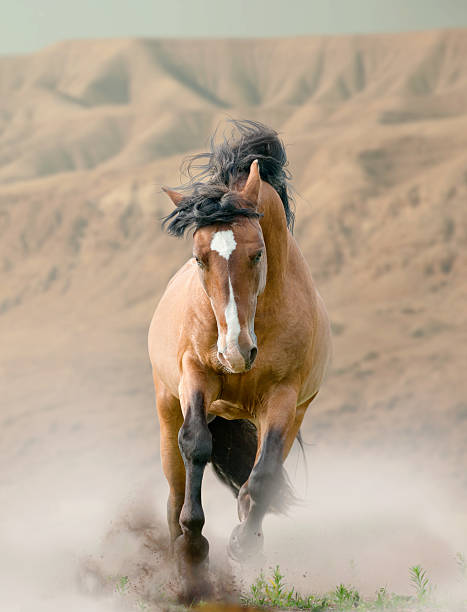 istock horse in desert 534419611