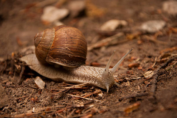 istock Show Snail Horns 534419815