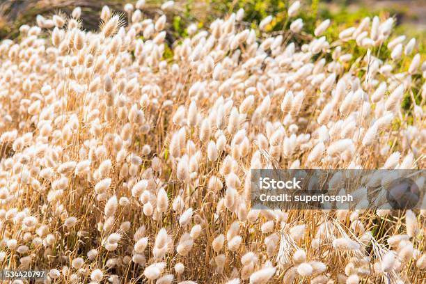 Grass Flower Stock Photo - Download Image Now - 2015, Agricultural Field, Beauty