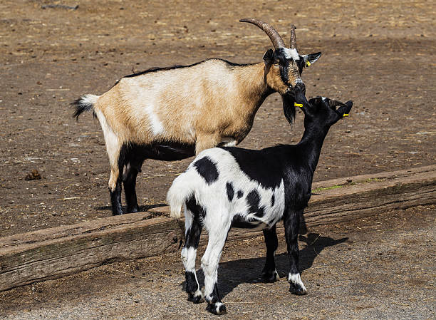istock pair of goats 534420835