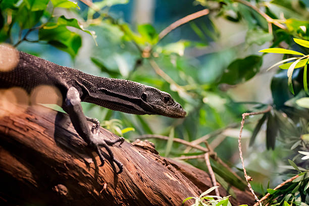 istock Black Tree Monitor 534421329