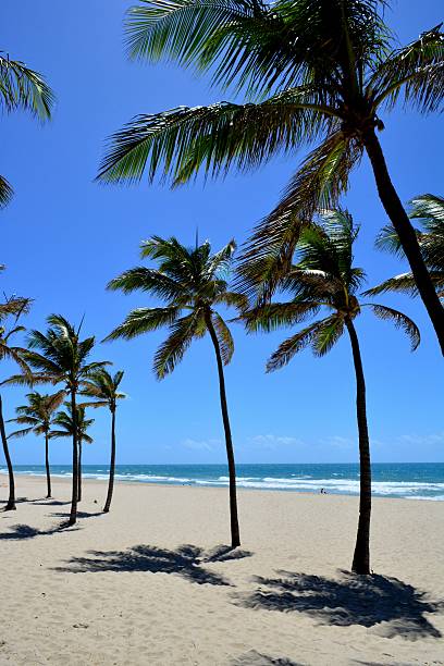 istock Beautiful beach with palm trees 534422223
