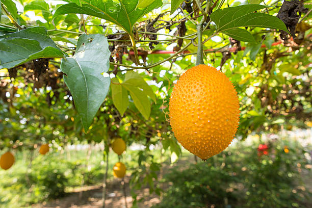 gac fruits ou momordica cochinchinensis - cochinchin photos et images de collection