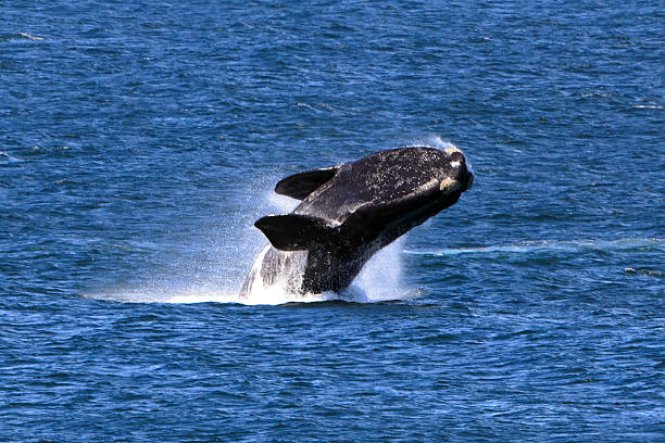 Southern Right Whale Southern Right Whale hermanus stock pictures, royalty-free photos & images