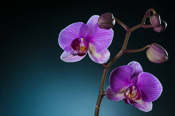 istock branch of orchids 534426209