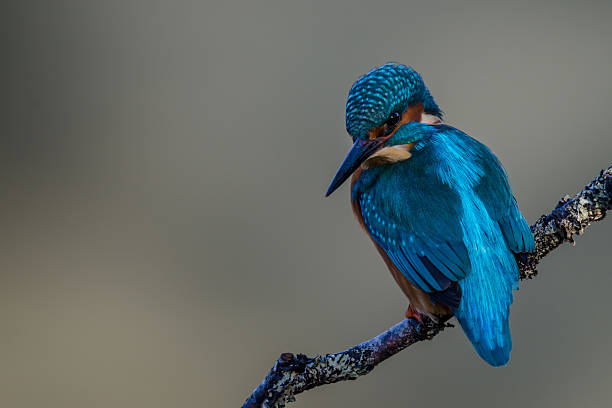 Hunting Kingfisher stock photo