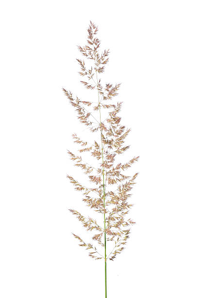 roxo reedgrass (calamagrostis arundinacea) - reedgrass - fotografias e filmes do acervo