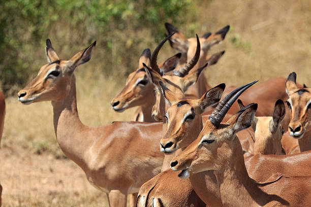 impala herde - kruger national park panoramic gazelle impala photos et images de collection