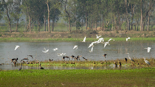 istock Water birds in Nepali swamp 534429189