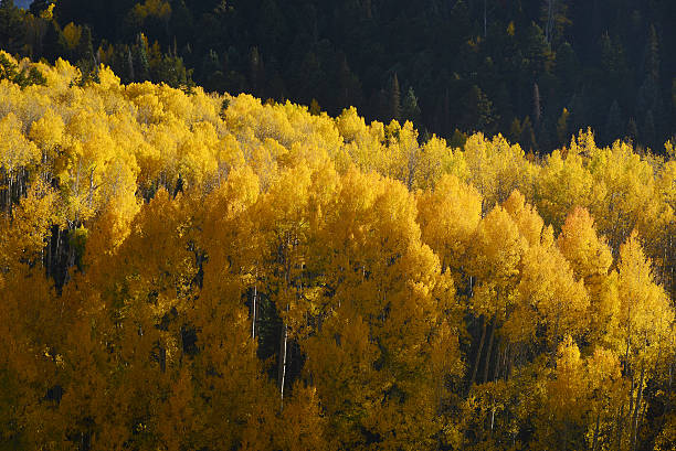 aspen autumn yellow aspen tree from colorado in autumn birch gold group reviews usa stock pictures, royalty-free photos & images