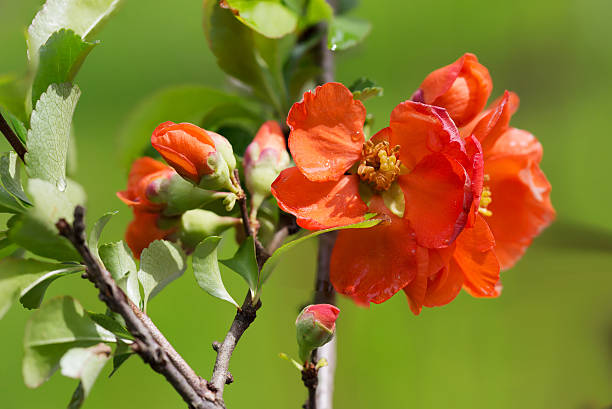 istock The Japanese quince. 534447354