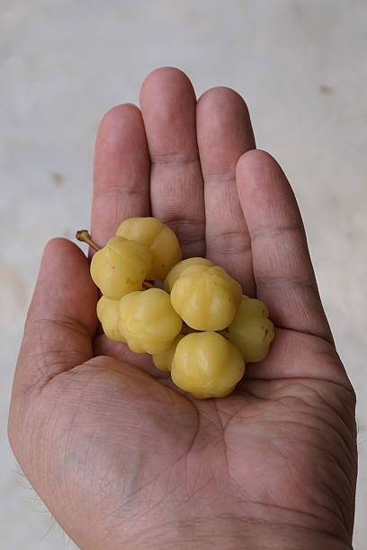 istock group of star gooseberry 534448644