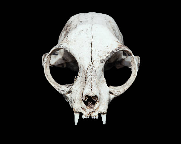 cranio. gatto con teschio di animale - animal skull foto e immagini stock