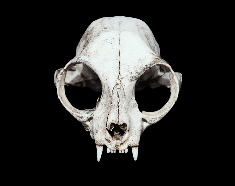 animal skull. cat skull on a black background.