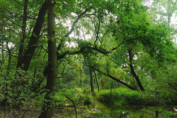 istock View of the swamp with trees 534450840
