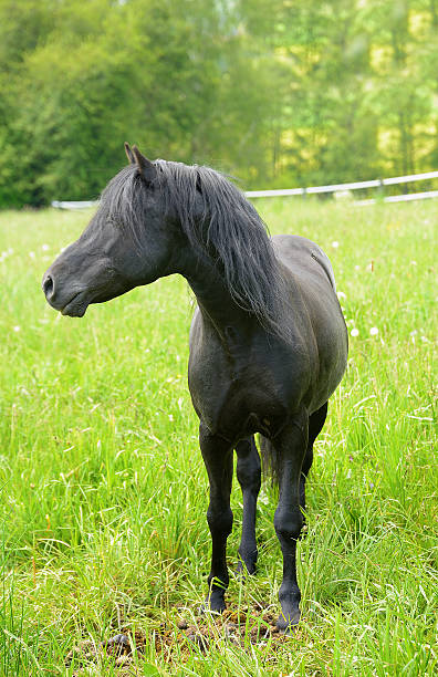 istock Young black horse on green pasture 534451070