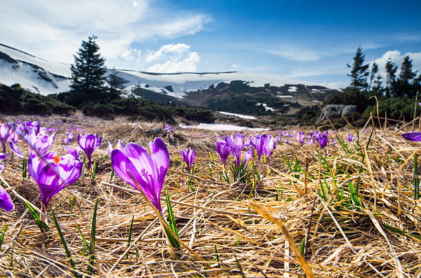istock Spring flowers. Blooming violet crocuses in mountains. 534451362