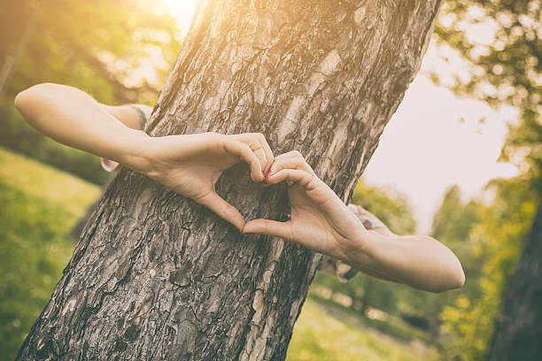 Heart-shape for the nature. Chasing the sun. hugging tree stock pictures, royalty-free photos & images