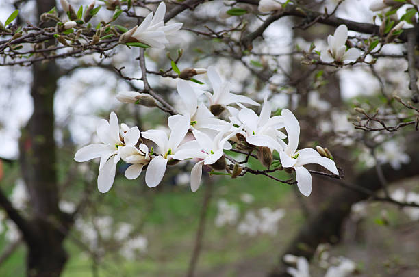 istock White magnolia flower against the sky close-up 534454262