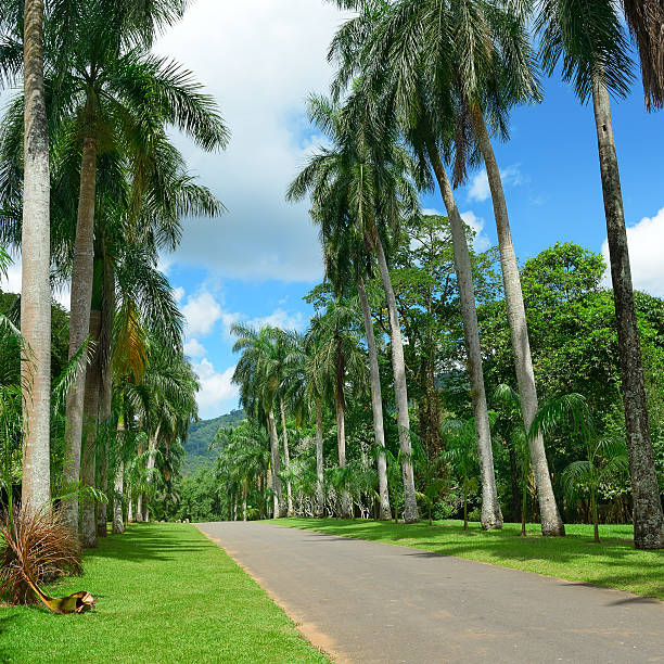 istock Tall palm trees in the park 534456216