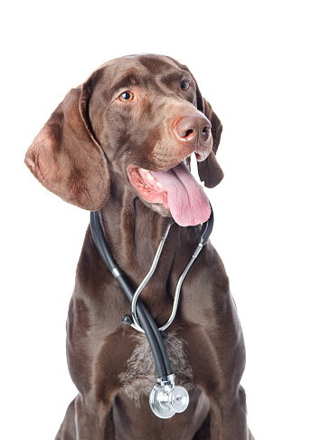 German Shorthaired Pointer with a stethoscope on his neck. looking away. isolated on white background