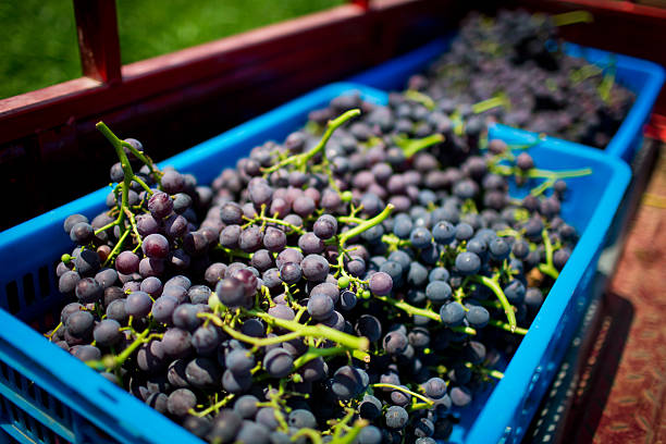 Fresh grapes at the Farmers' Market