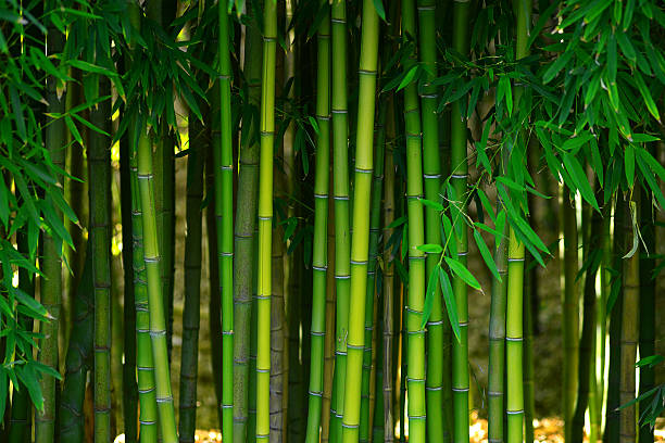 bambus-wald  - bamboo stock-fotos und bilder